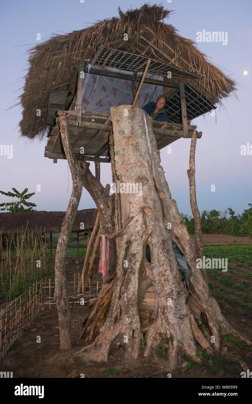 Renee Bish in tree house / platform above crop fields, Assam.North East India, November 2014. Stock Photo