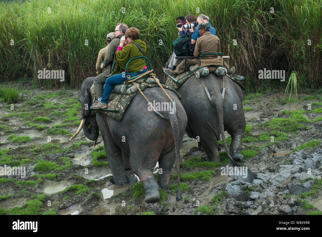 Asian elephant (Elephus maximus) carrying  tourists, Kaziranga National Park, Assam, North East India, November 2014. Stock Photo