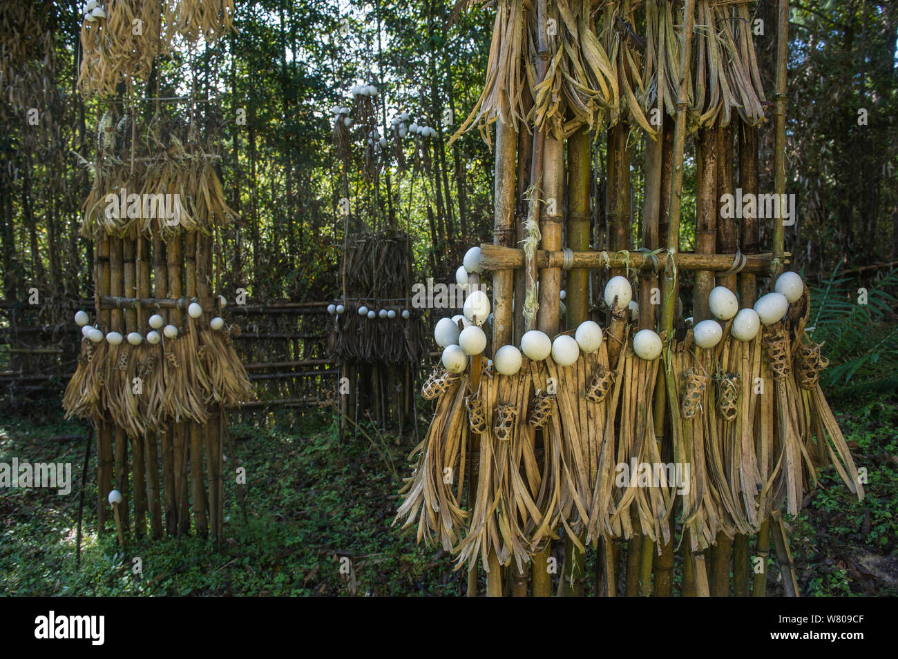 Traditional ritual of asian hi-res stock photography and images - Alamy