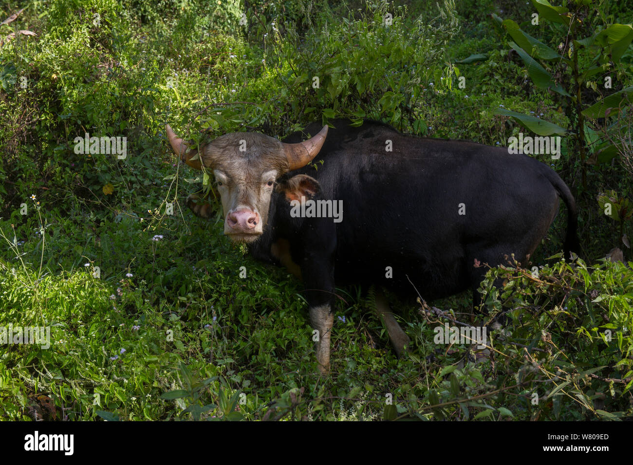 Gayal / Mithun (Bos frontalis) Arunachal Pradesh, North East India. November 2014 Stock Photo - Alamy Gayal / Mithun (Bos frontalis) Arunachal Pradesh, North East India. November 2014 Stock Photo - Alamy