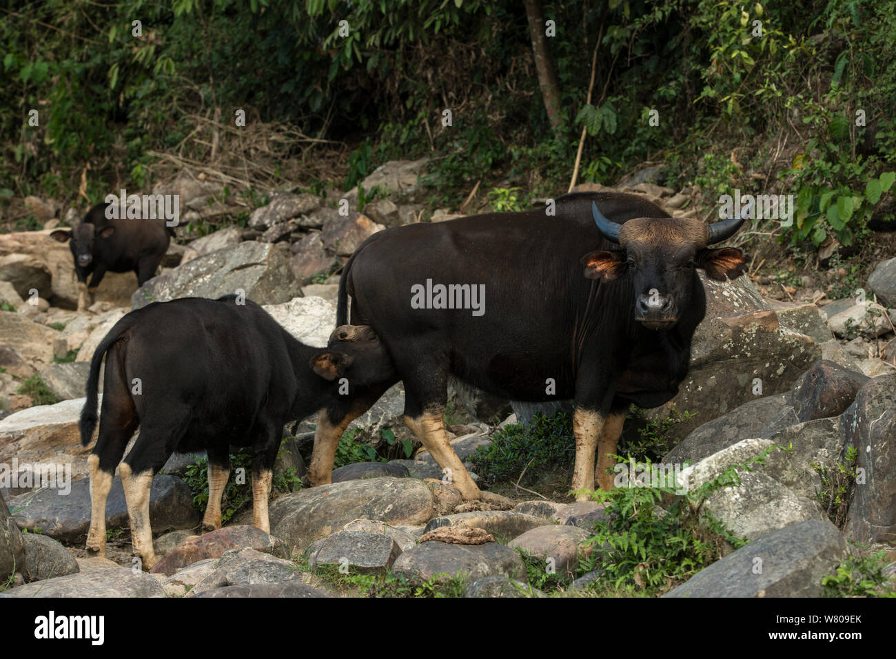 Bos frontalis hi-res stock photography and images - Alamy