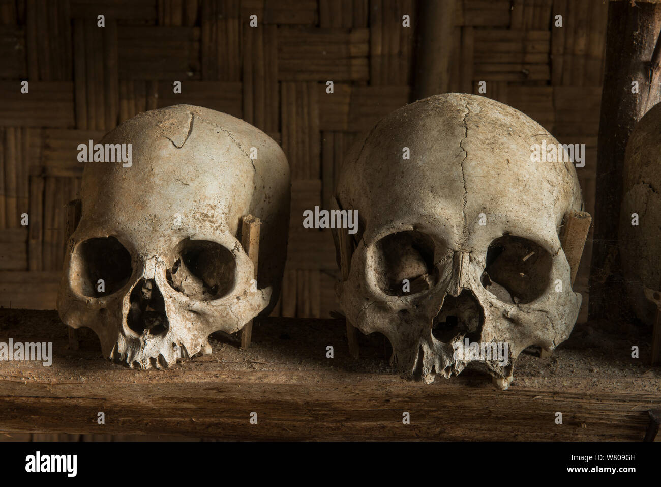 Head-hunted human skulls, collected by the Konyak Naga tribe,  North East India, October 2014. Stock Photo