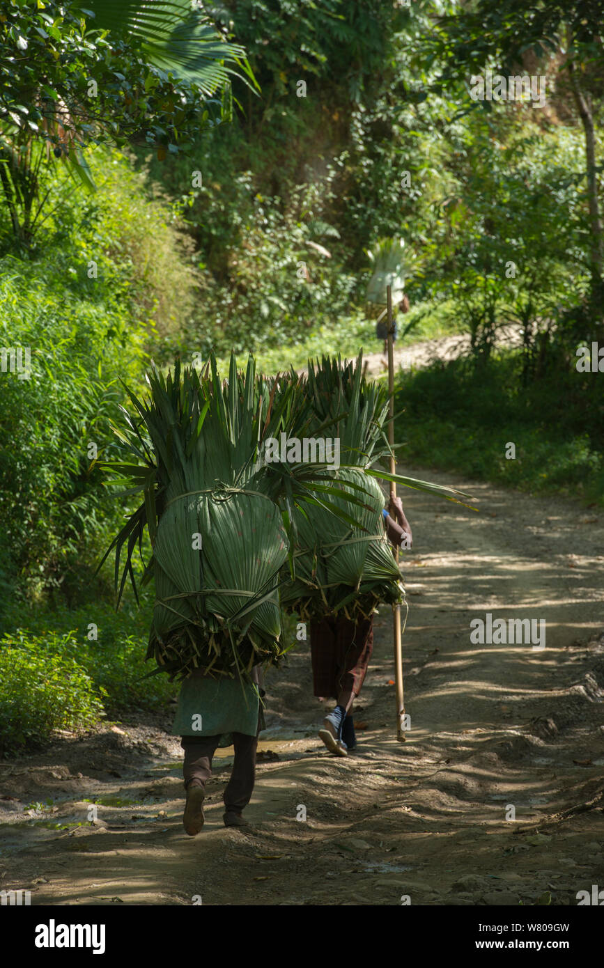 Konyak Naga women carrying palm leaves to be used for roofing. Mon district. Nagaland,  North East India, October 2014. Stock Photo