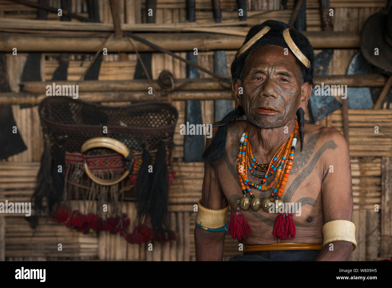 Konyak Naga tattooed chief head hunter with traditional ornamentation of Elephant ivory arm bands and Hornbill headdress. Only someone who has killed and taken a human head can be tattooed in this manner. Mon district. Nagaland,  North East India, October 2014. Stock Photo