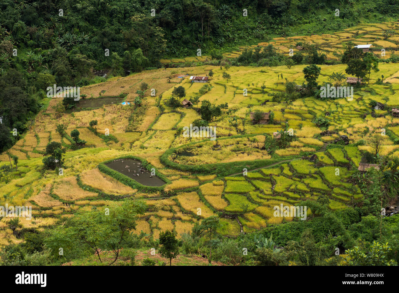 Konyak Naga rice terraces. Mon district. Nagaland,  North East India, October 2014. Stock Photo
