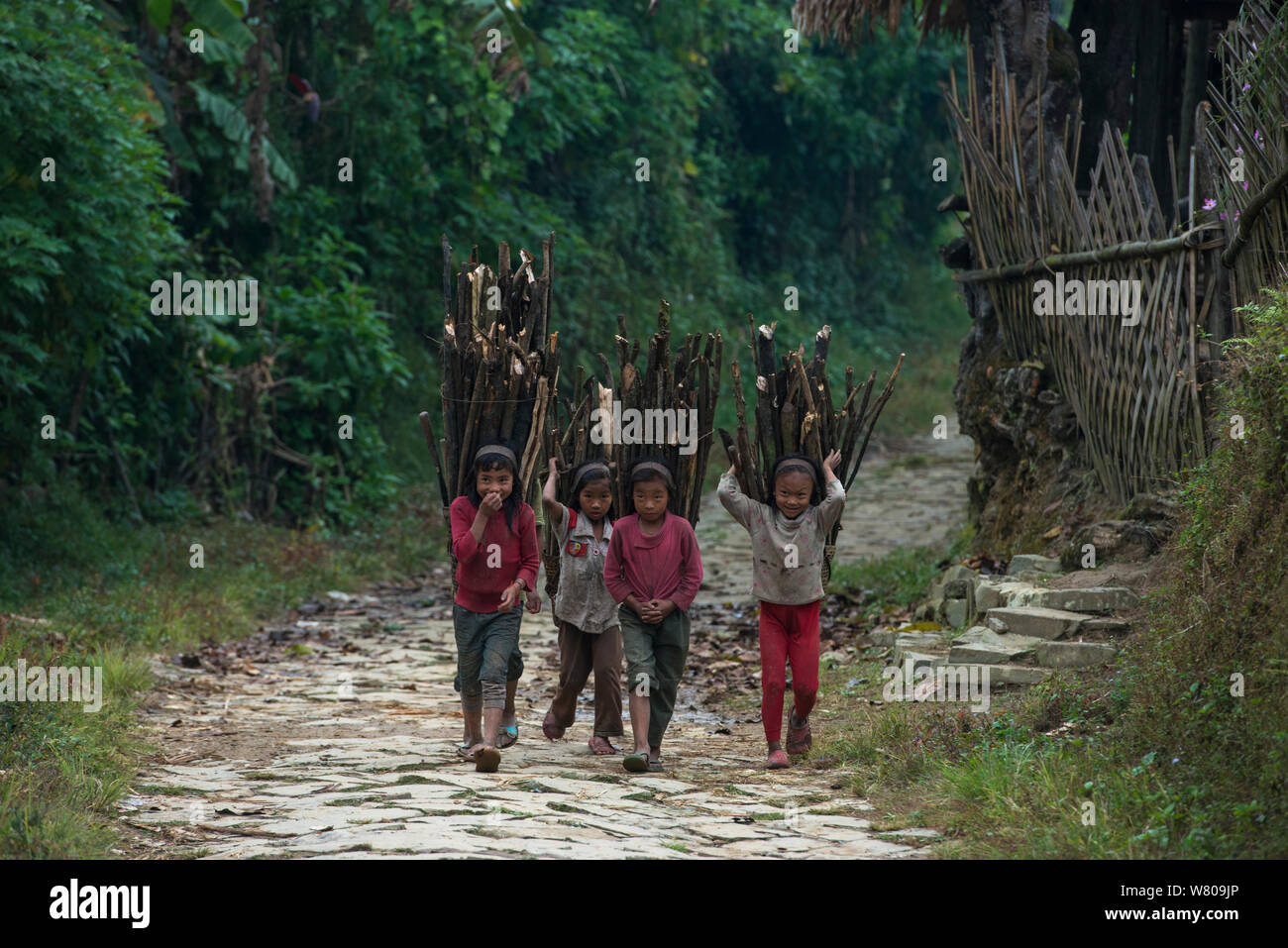 Konyak Naga tribe people carrying firewood, Mon district, Nagaland,  North East India, October 2014. Stock Photo
