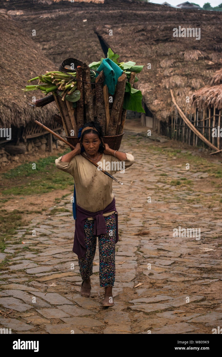 Chang Naga woman carrying firewood,  Tuensang district. Nagaland, North East India, October 2014. Stock Photo