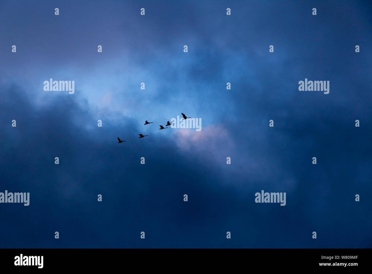 Swans flying in sky with dark overtone Stock Photo