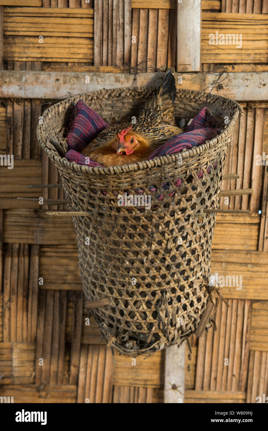 Chicken nesting basket. Chang Naga headhunting Tribe. Tuensang district. Nagaland, North East India, October 2014. Stock Photo