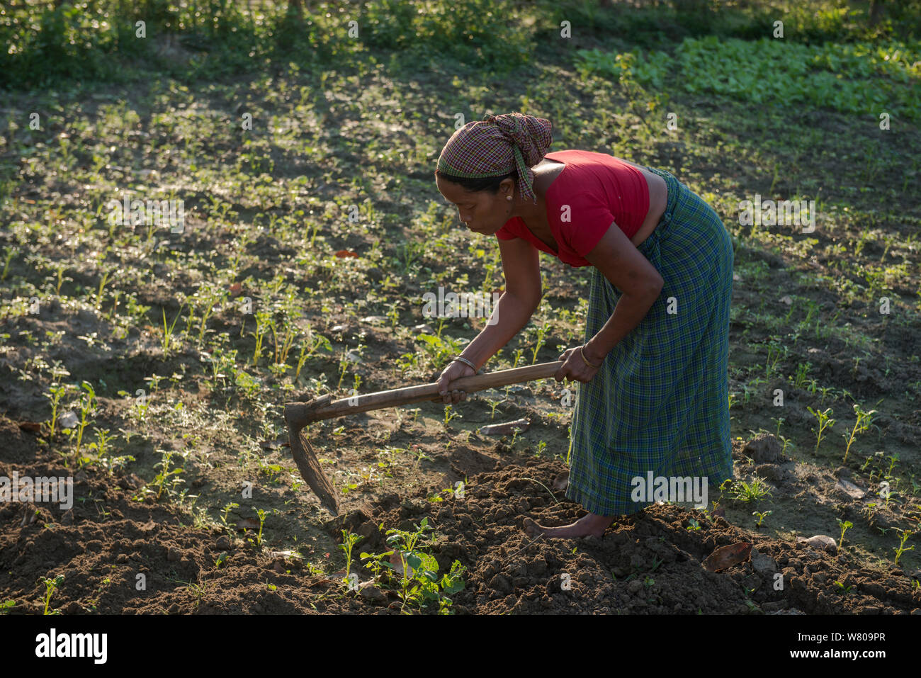 Mising tribe woman tilling field, Majuli Island, Brahmaputra River, Assam, North East India, October 2014. Stock Photo