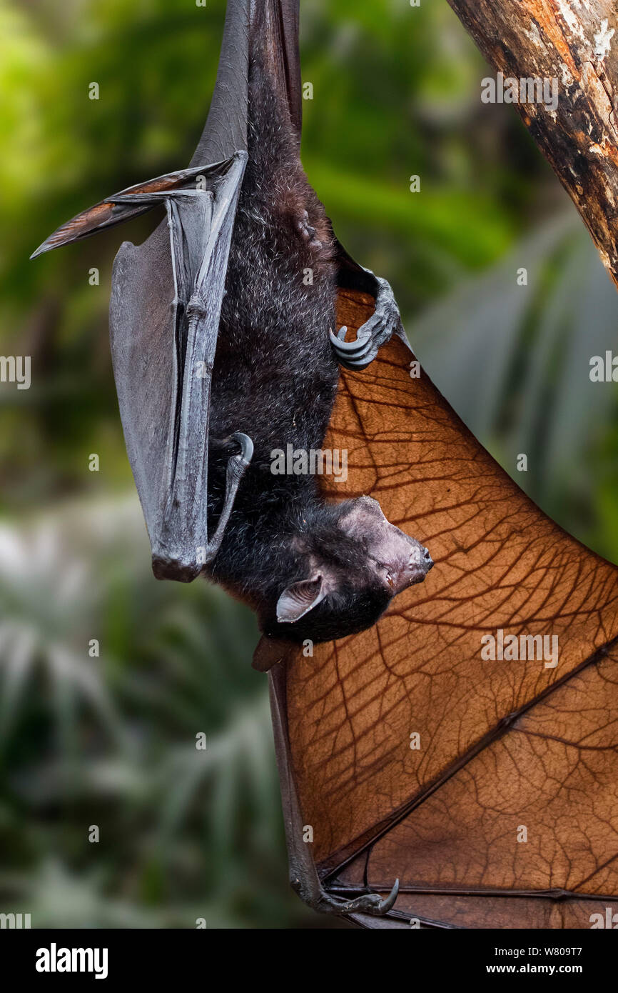 Lyle's flying fox (Pteropus lylei) native to Cambodia, Thailand and Vietnam hanging upside down, calling and stretching wing Stock Photo