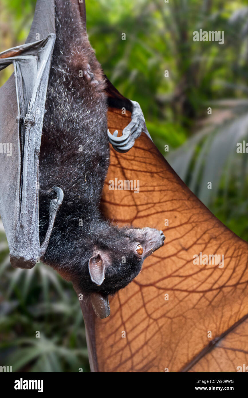 Lyle's flying fox (Pteropus lylei) native to Cambodia, Thailand and Vietnam hanging upside down and stretching wing showing veins Stock Photo