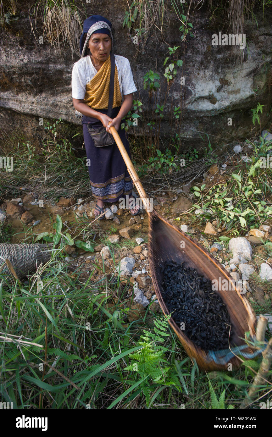 Khasi woman, using special bamboo baskets to remove hairs from caterpillars to prepare them for food. Meghalaya, North East India. Stock Photo