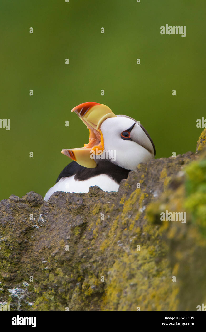 Horned Puffin  Saint Louis Zoo