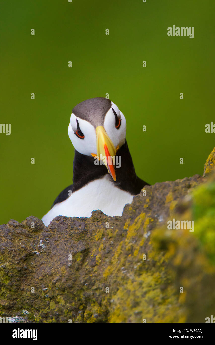 Horned puffin (Fratercula corniculata) close-up portrait, St. Paul Island, Pribilofs, Alaska, USA, July. Stock Photo