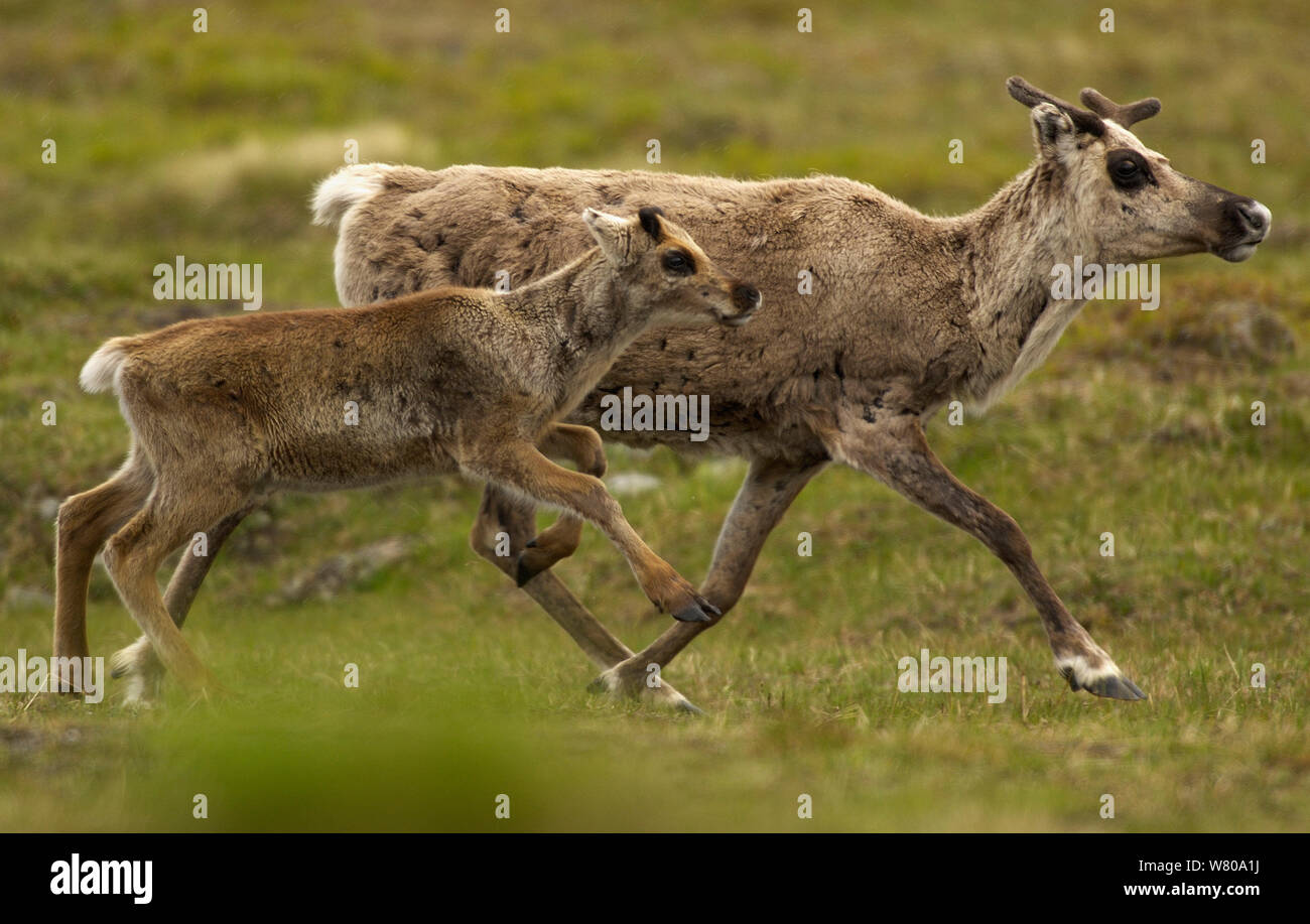 Reindeer (Rangifer tarandus) mother and calf, Laponia World Heritage Area, Lapland, Sweden, July. Stock Photo