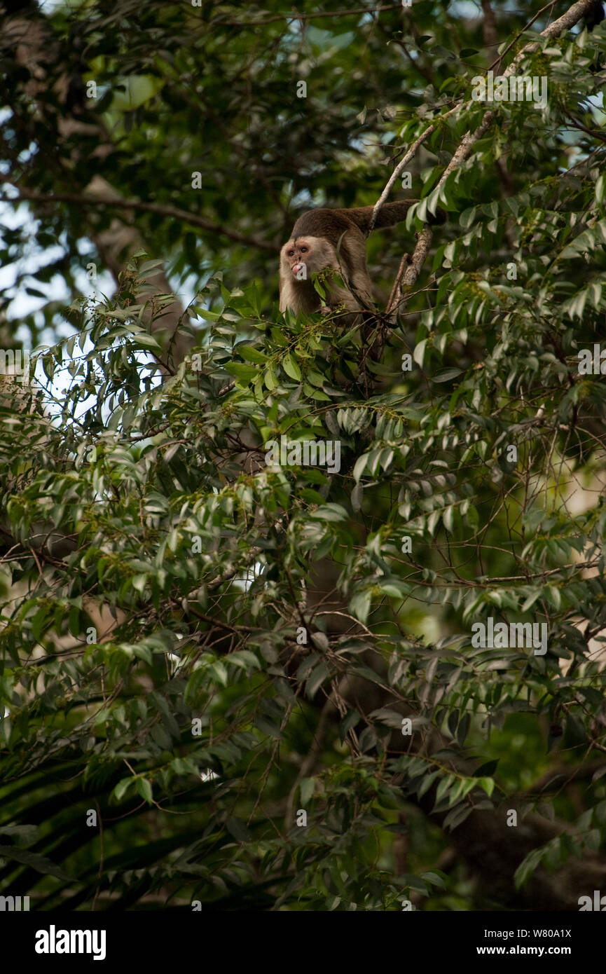 Wedge-capped / Weeping capuchin (Cebus olivaceus) in rainforest tree, sticking out tongue. Iwokrama Reserve, Guyana. Stock Photo