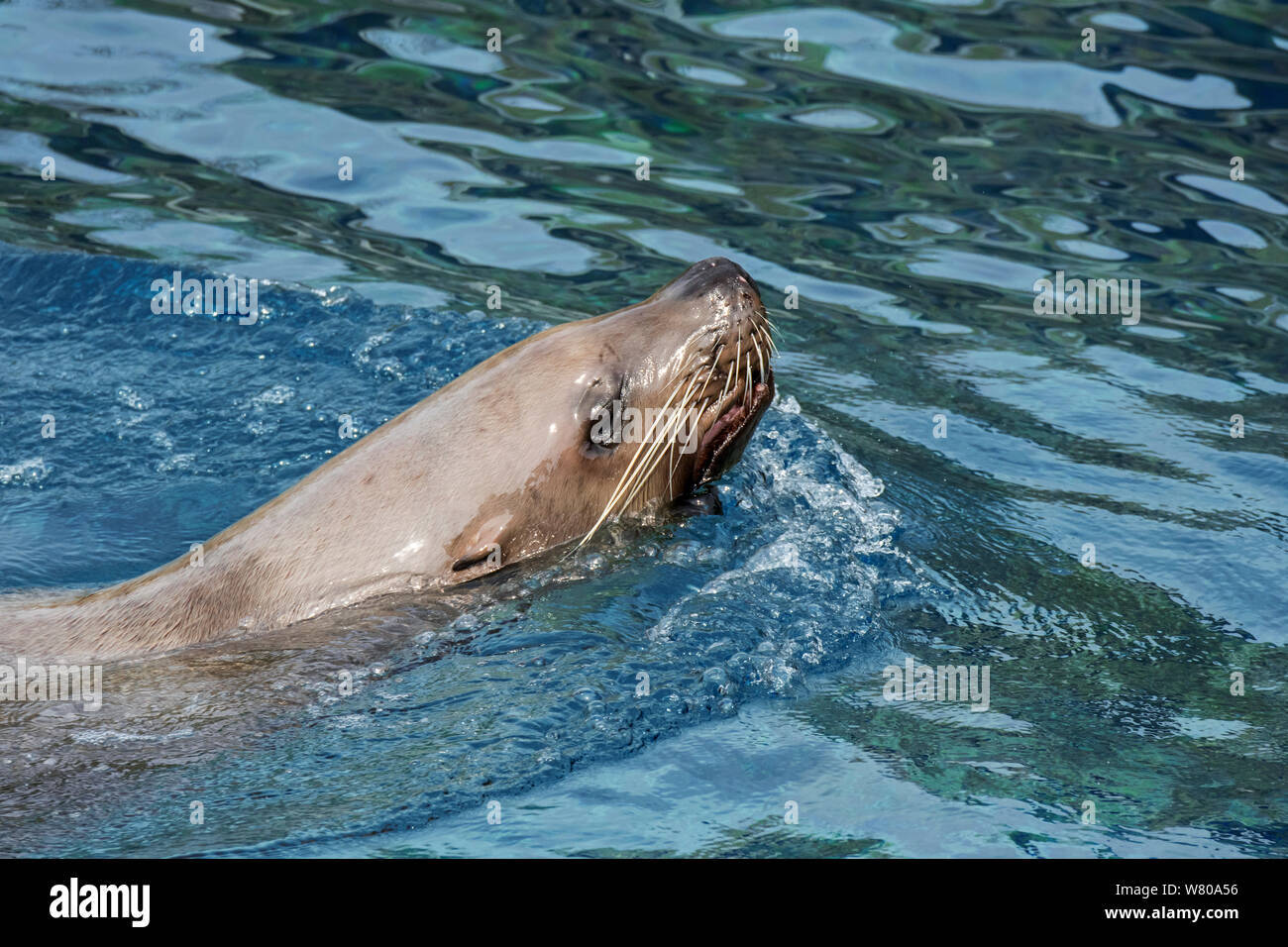 Steller sea lion / northern sea lion / Steller's sea lion (Eumetopias