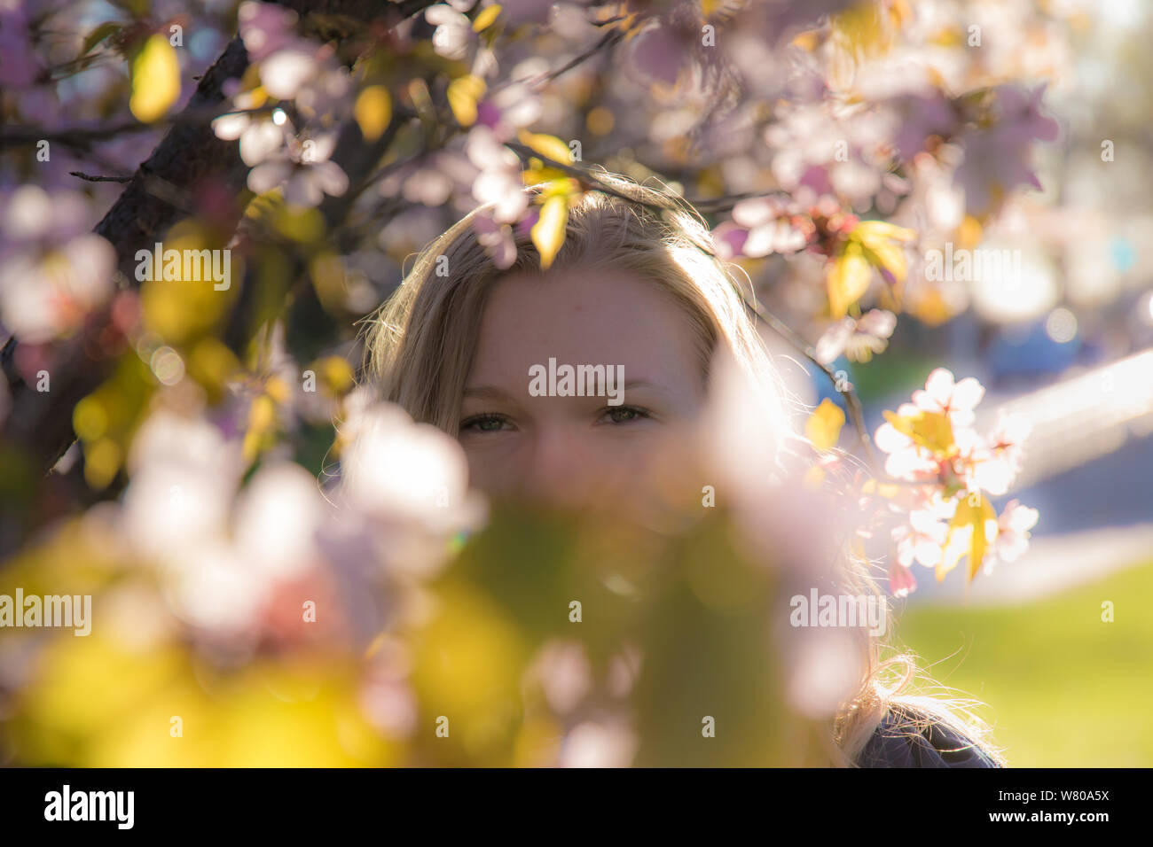 Woman looking through cherry branches Stock Photo
