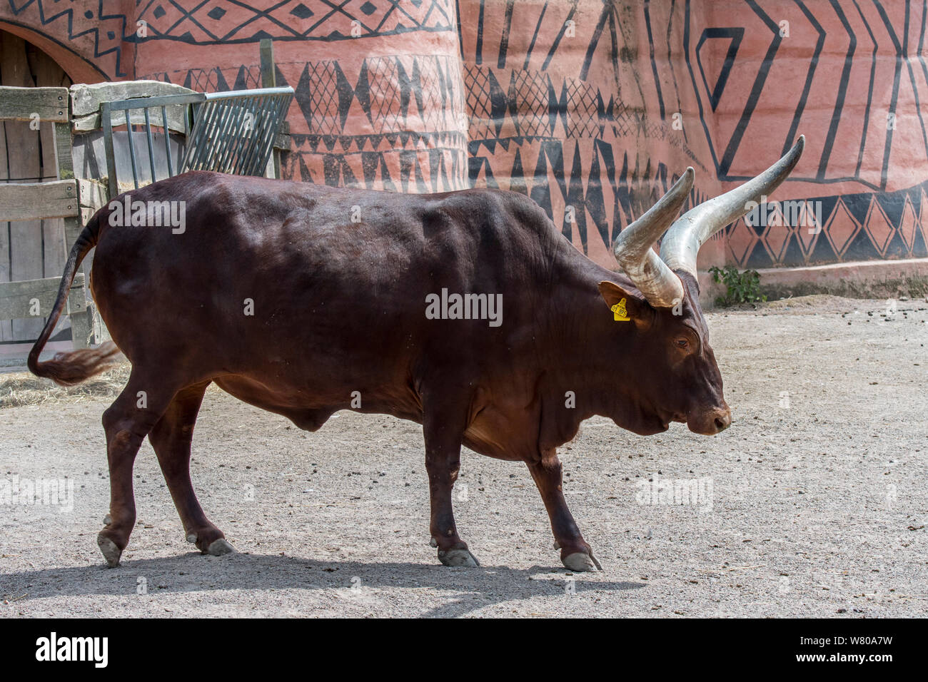 Ankole-Watusi bull, breed of domestic cattle of central Africa with enormous horns in zoo Stock Photo