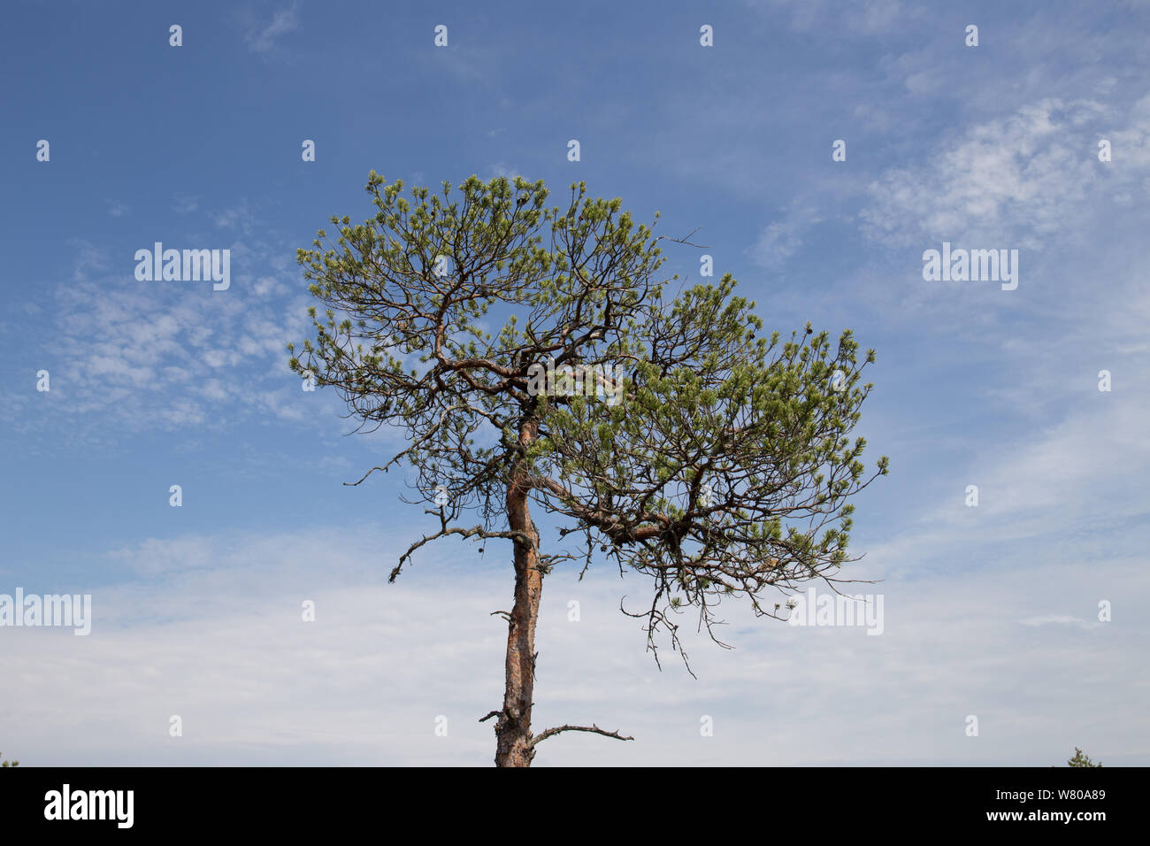 Pine tree in swamp Stock Photo