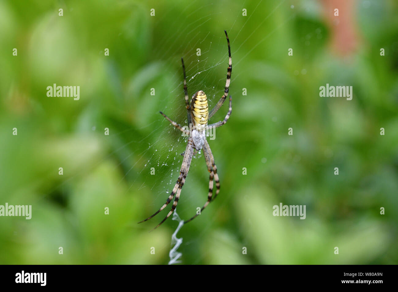 cross wasp spider waits on its web for its prey Stock Photo - Alamy