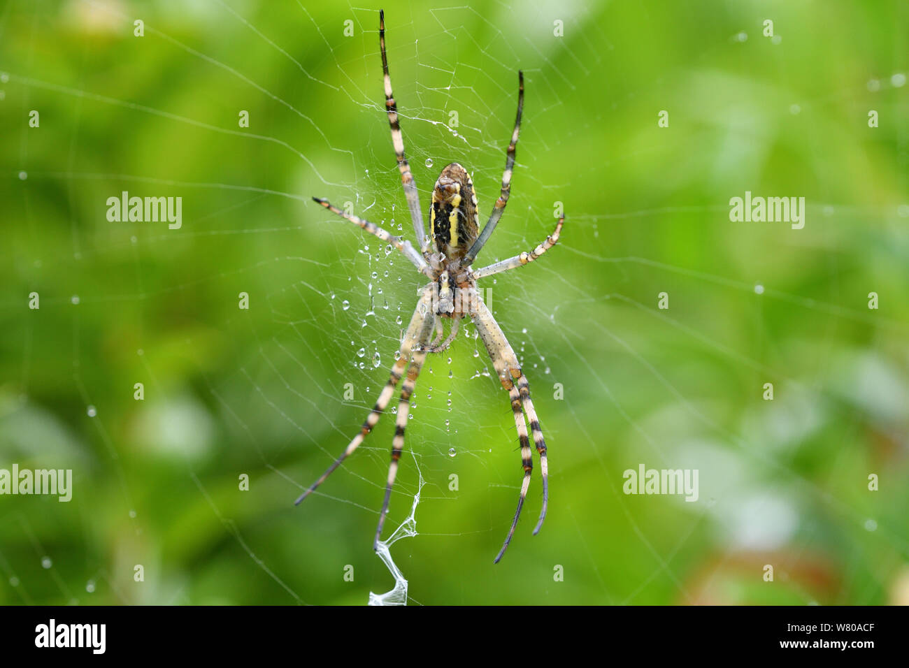 cross wasp spider waits on its web for its prey Stock Photo - Alamy