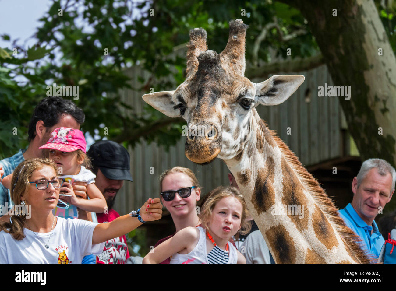 Visitors / tourists feeding / caressing northern giraffe / three-horned