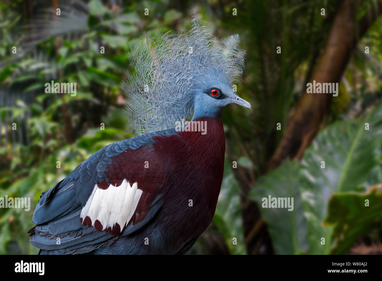 Sclater's crowned pigeon (Goura sclaterii) terrestrial pigeon native to the southern lowland forests of New Guinea Stock Photo