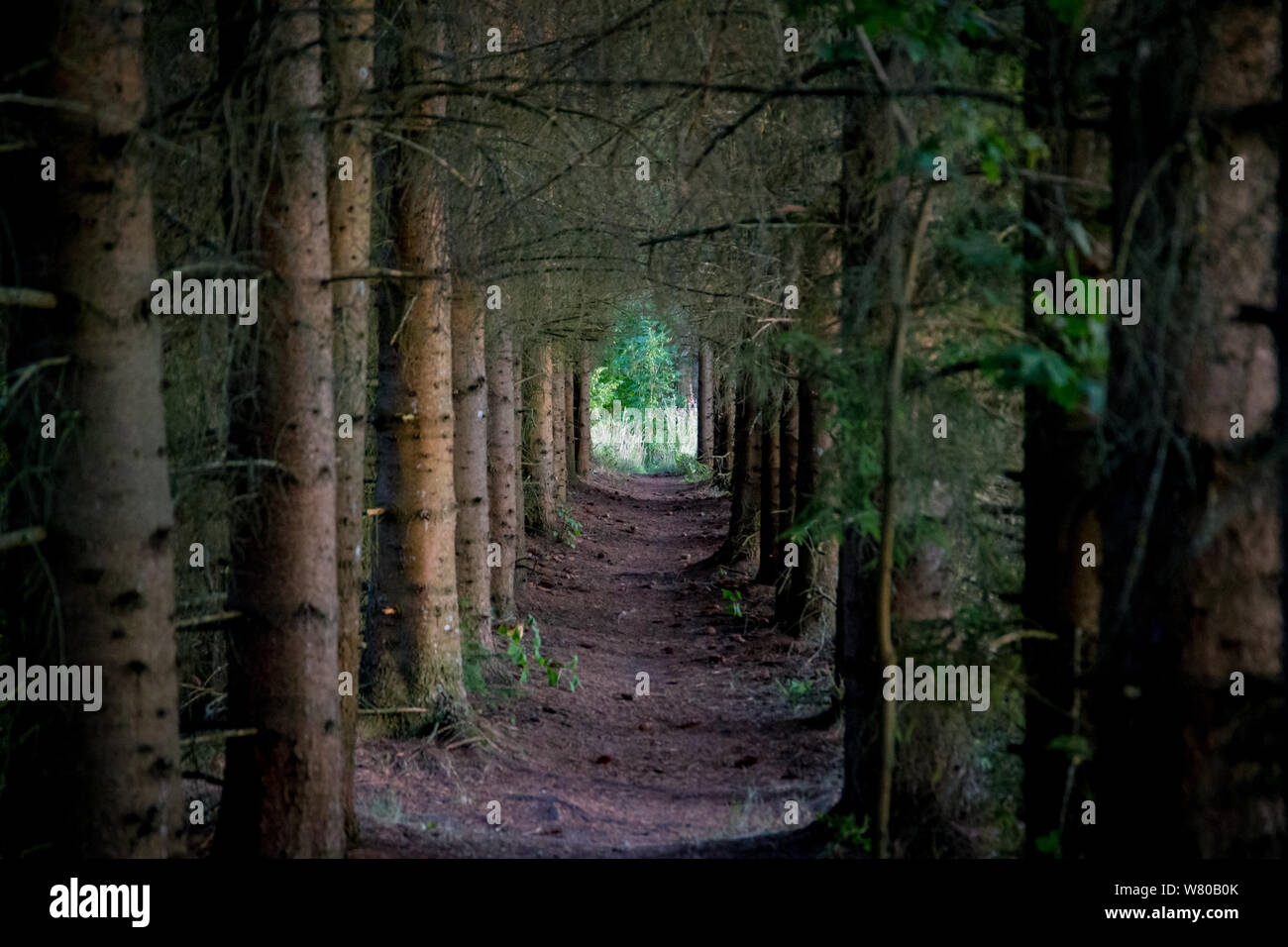 Pathway between evergreen trees Stock Photo