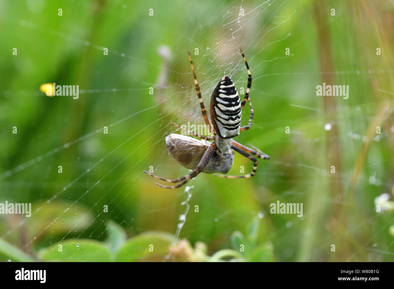 cross wasp spider waits on its web for its prey Stock Photo - Alamy