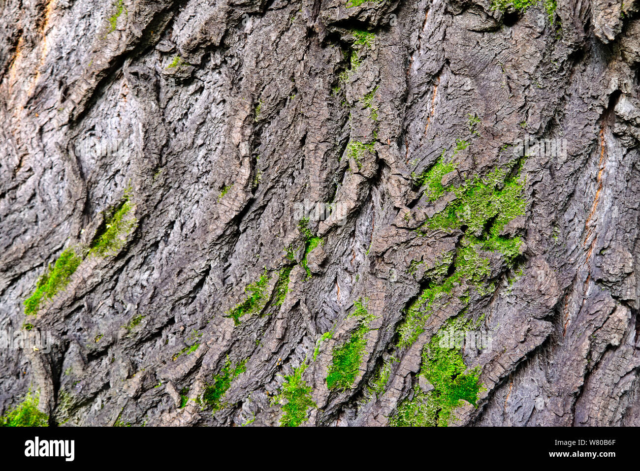 Moss covered Old Wood texture background. Texture of tree bark with ...