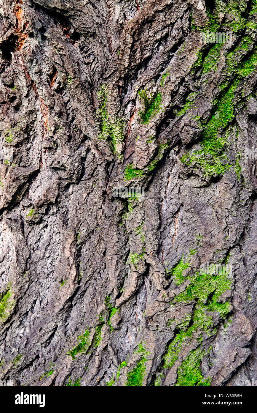 Moss covered Old Wood texture background. Texture of tree bark with ...