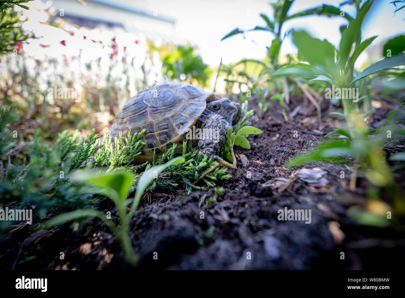 Russian tortoise pulling himself inside shell Stock Photo