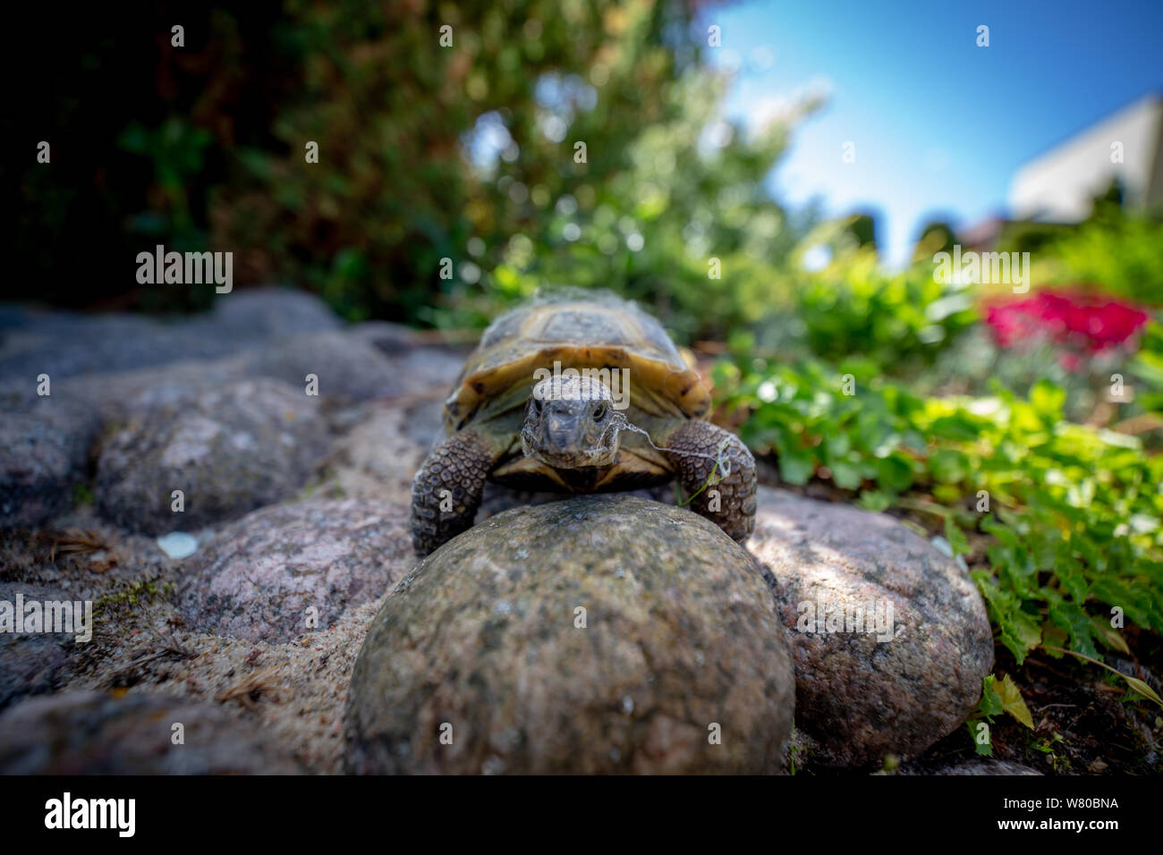 Russian tortoise exploring garden Stock Photo
