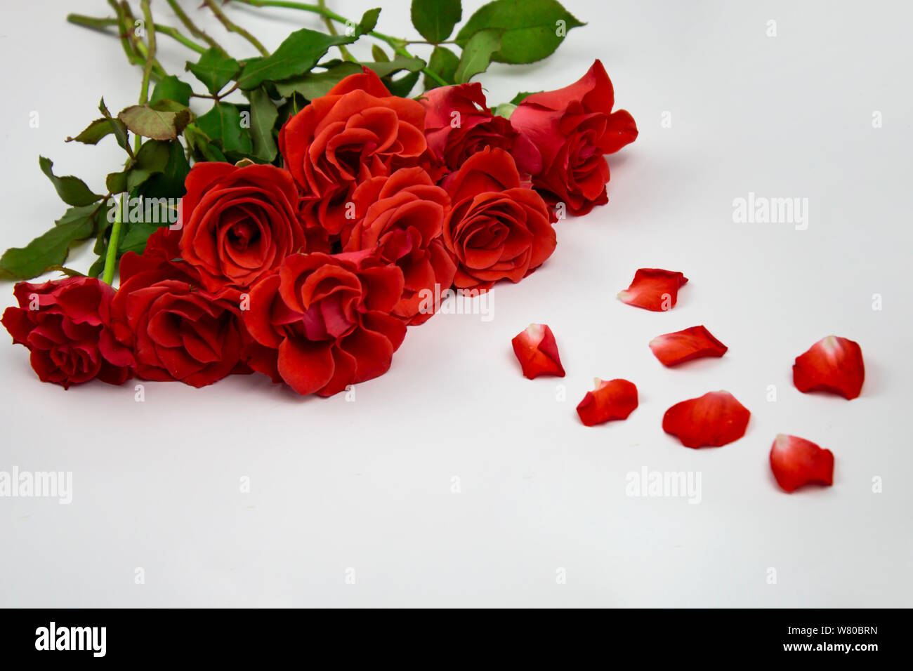 Beautiful rose flower in garden. Rose flower background. Roses ...