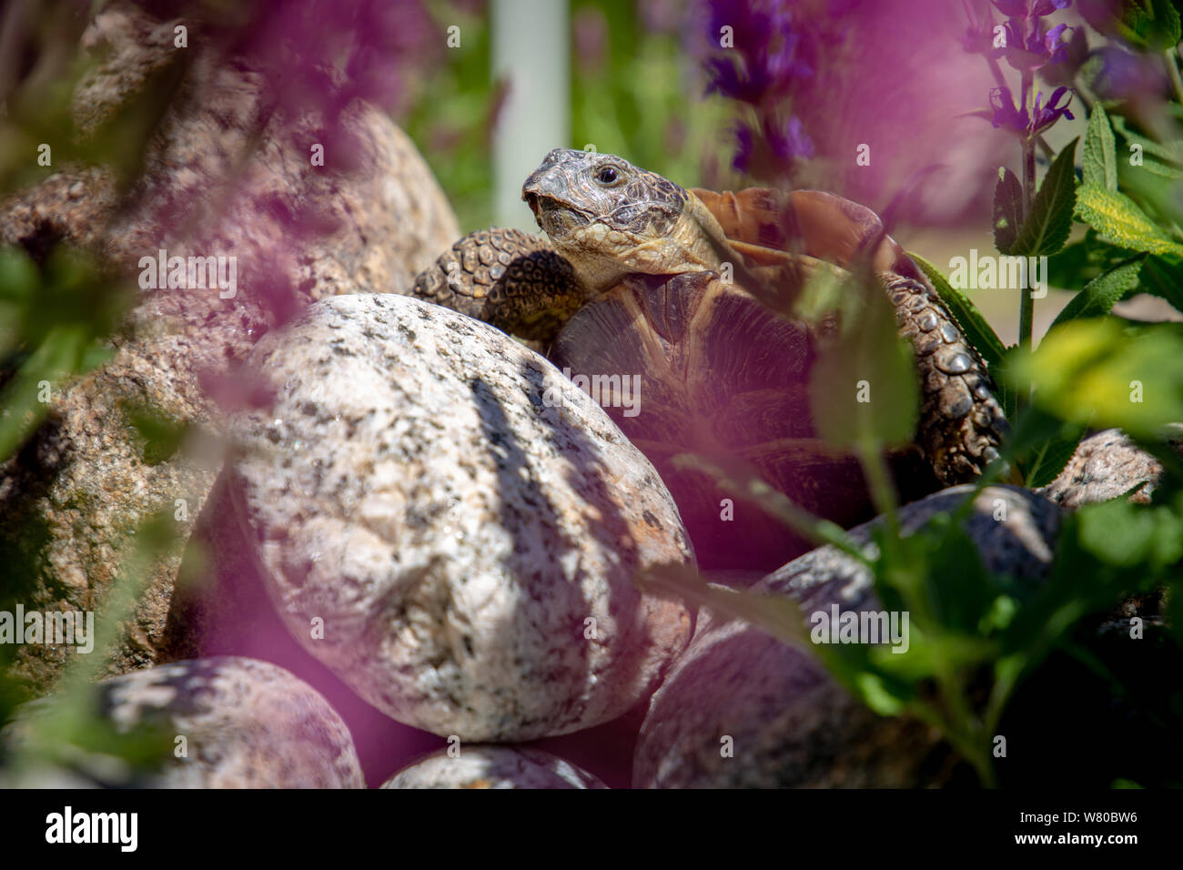 Russian tortoise exploring Stock Photo