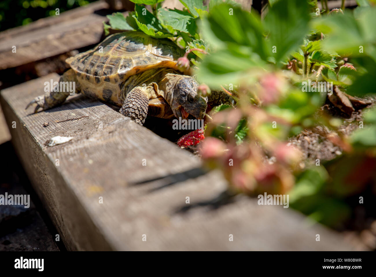 Russian tortoise eating strawberry Stock Photo