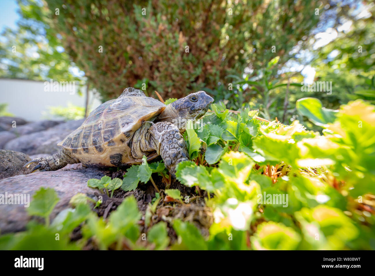 Russian tortoise exploring Stock Photo