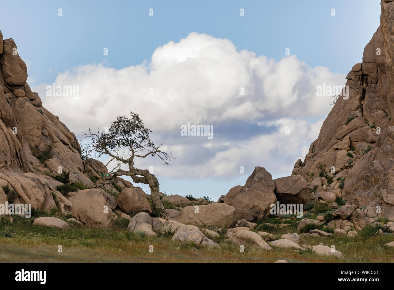 A lone tree in Ikh Gazriin Chuluu national park in Mongolia. Stock Photo