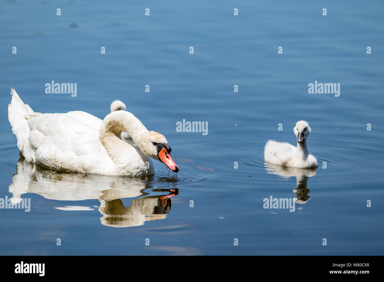 Family of amazing beautiful white swans swimming in the calm blue water of Pamvotida lake, Ioannina Epirus, Greece, spring daytime Stock Photo