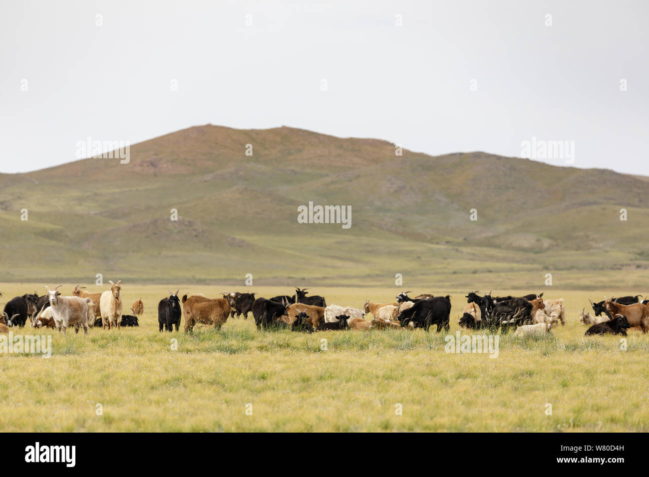 A herd of kashmir goats in the Mongolian steppe Stock Photo - Alamy