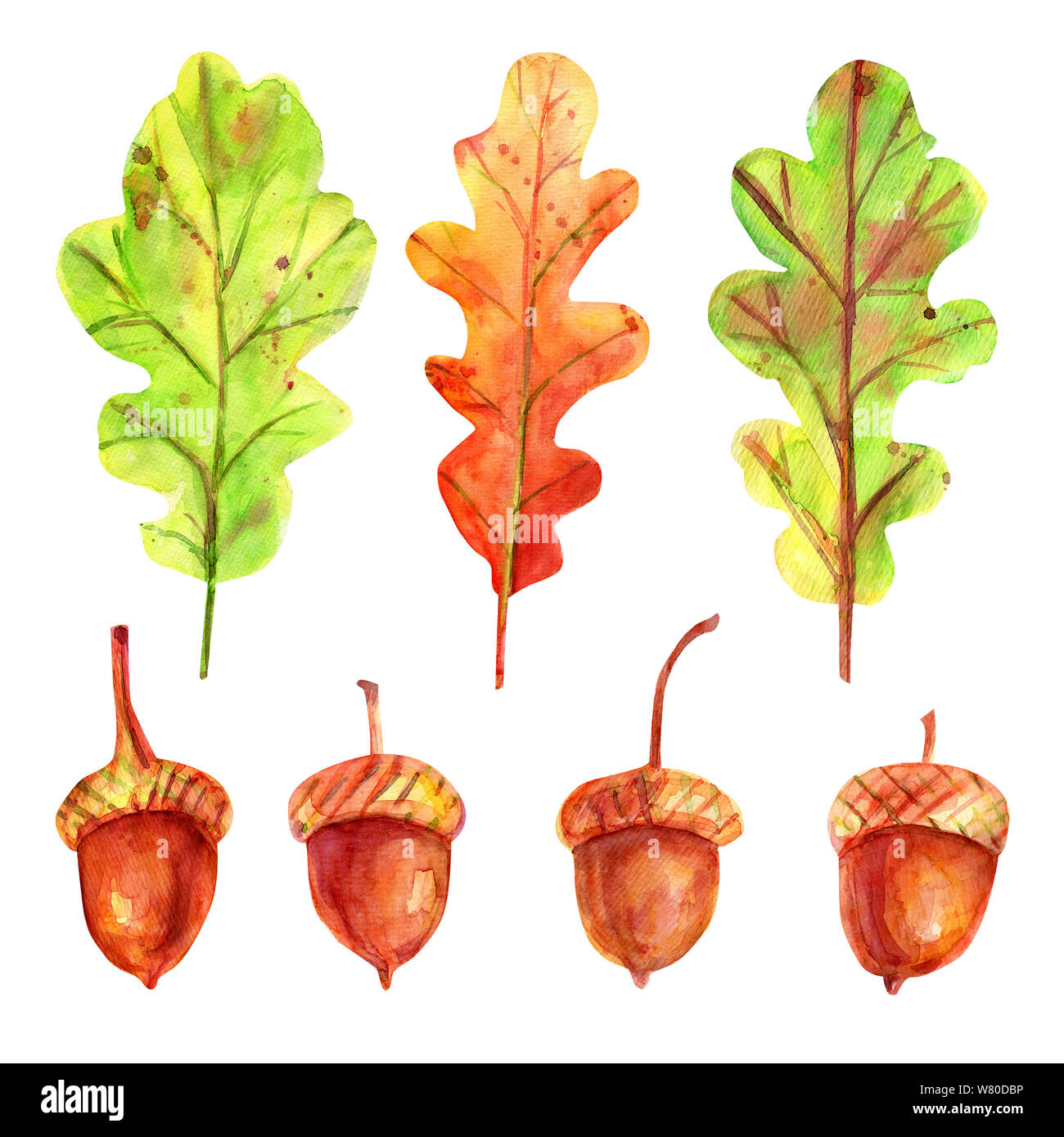 Watercolor autumn set with leaves and acorns. Four seeds of a tree of an oak red-brown color with a gold-ocher cup. 3 fallen leaves in green and orang Stock Photo