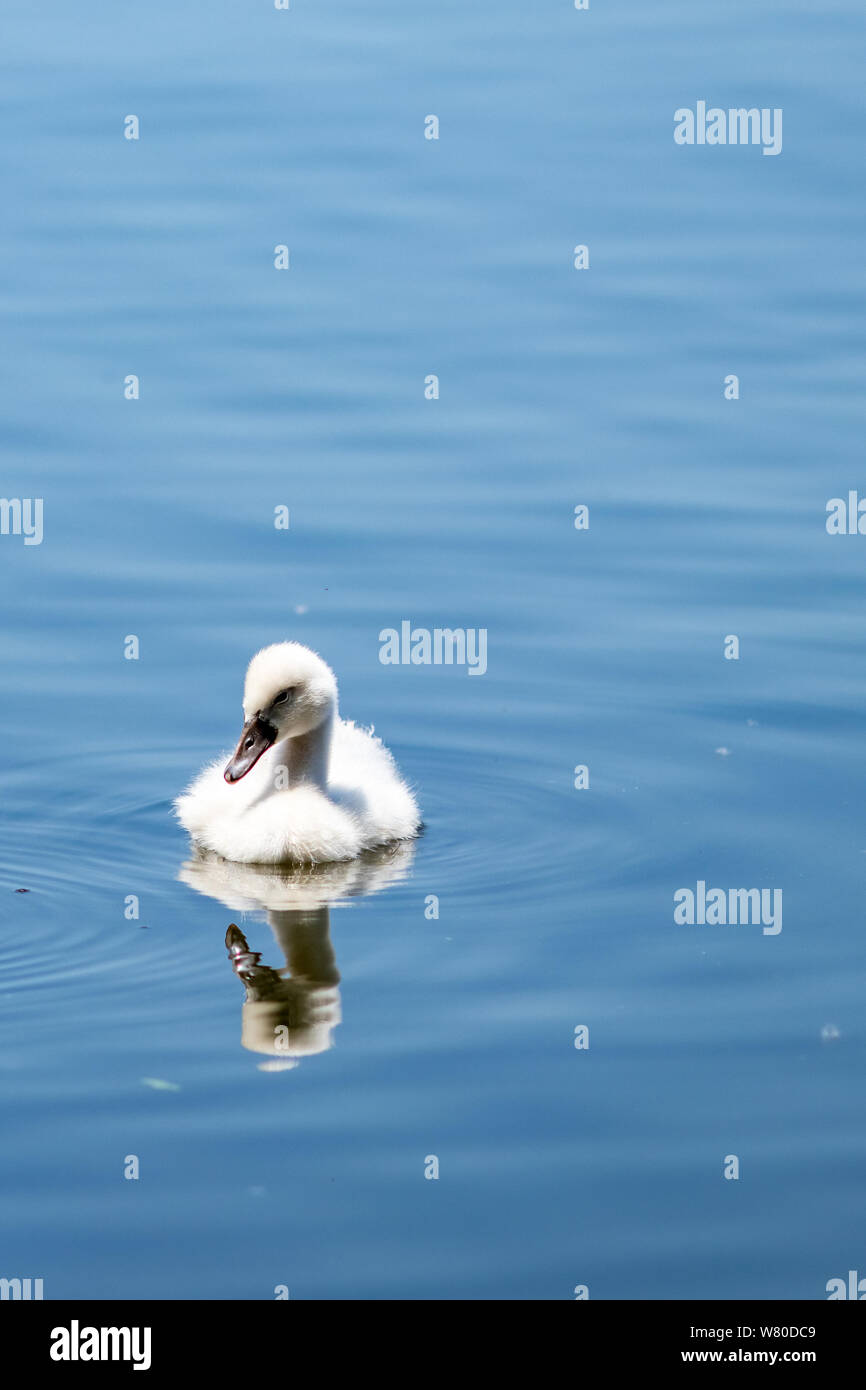 Little amazing beautiful white swan swimming in the calm blue water of Pamvotida lake, Ioannina Epirus, Greece, spring daytime Stock Photo