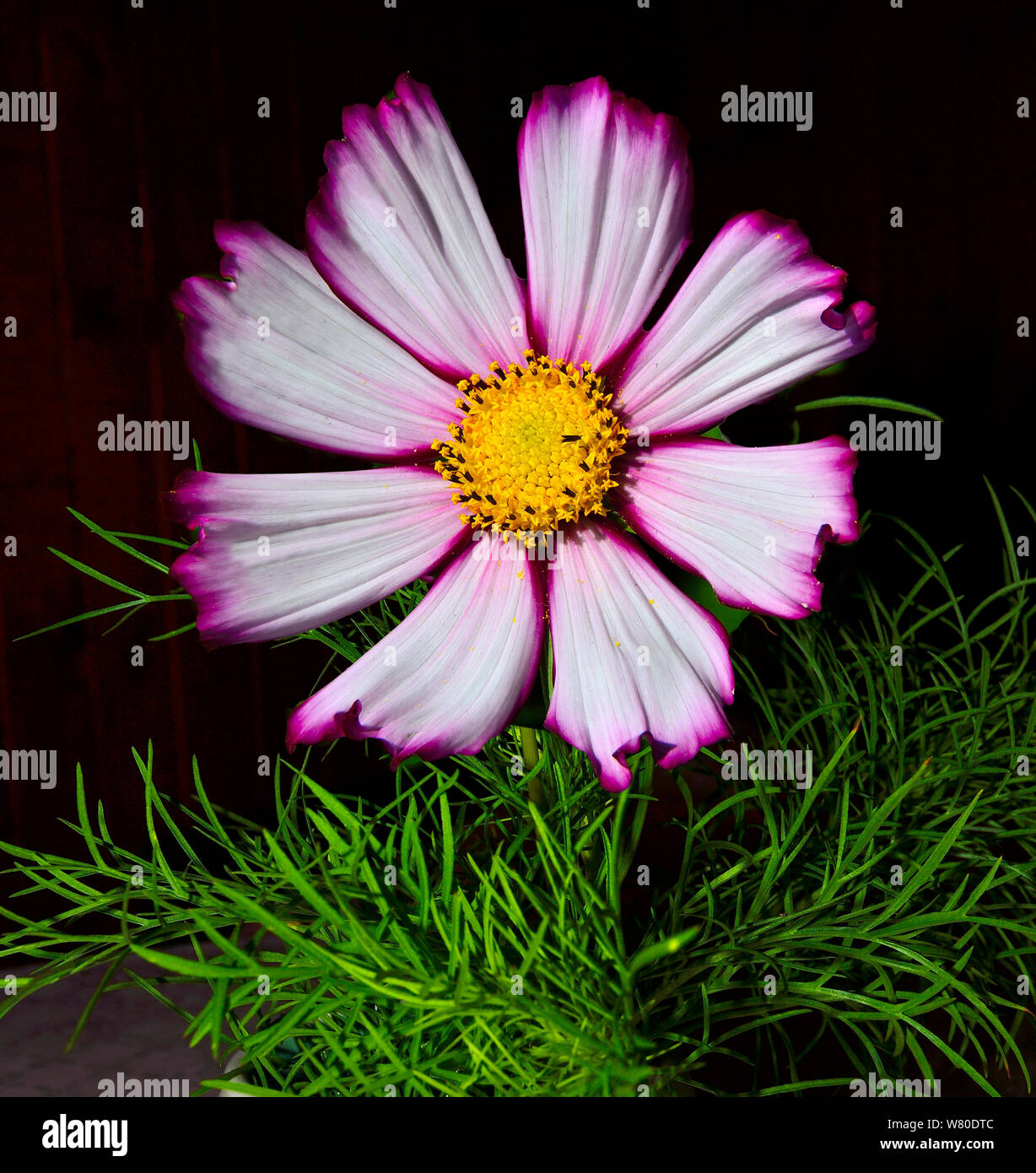 Vintage pink Cosmea flower with green leaves close up on black background. Beautiful single Cosmos flower with delicate pink with magenta edges of pet Stock Photo