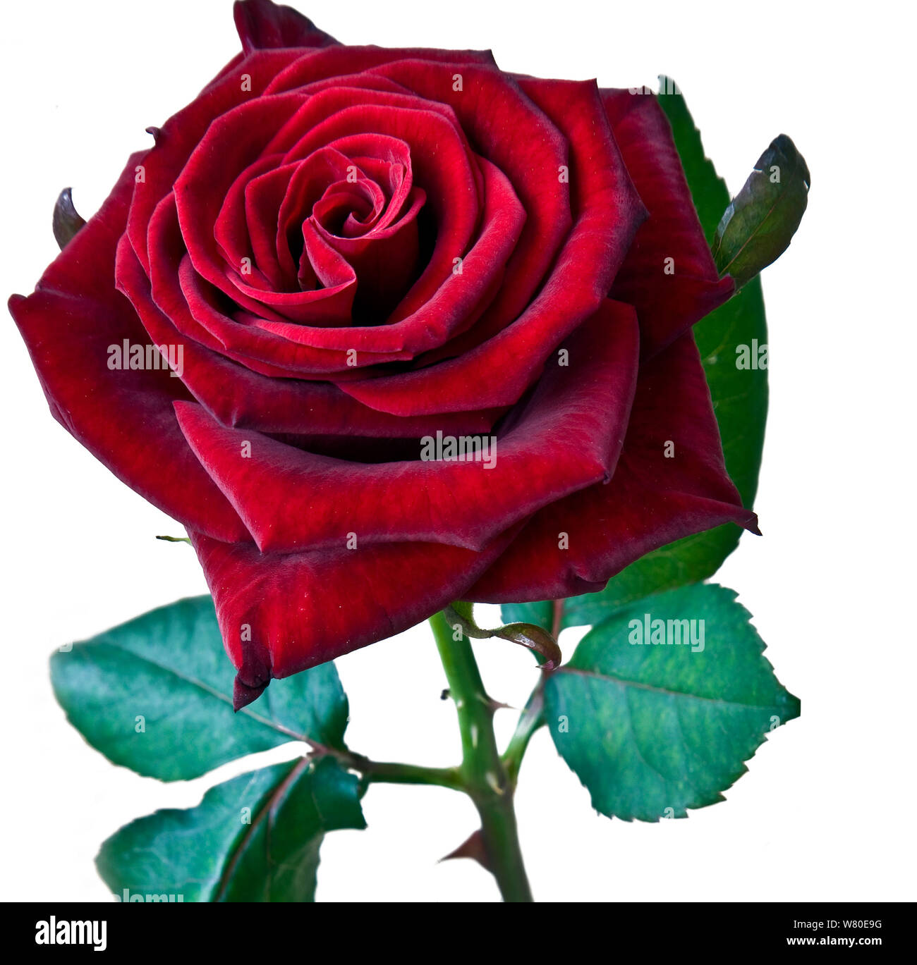 Striking red rose on white background Stock Photo - Alamy