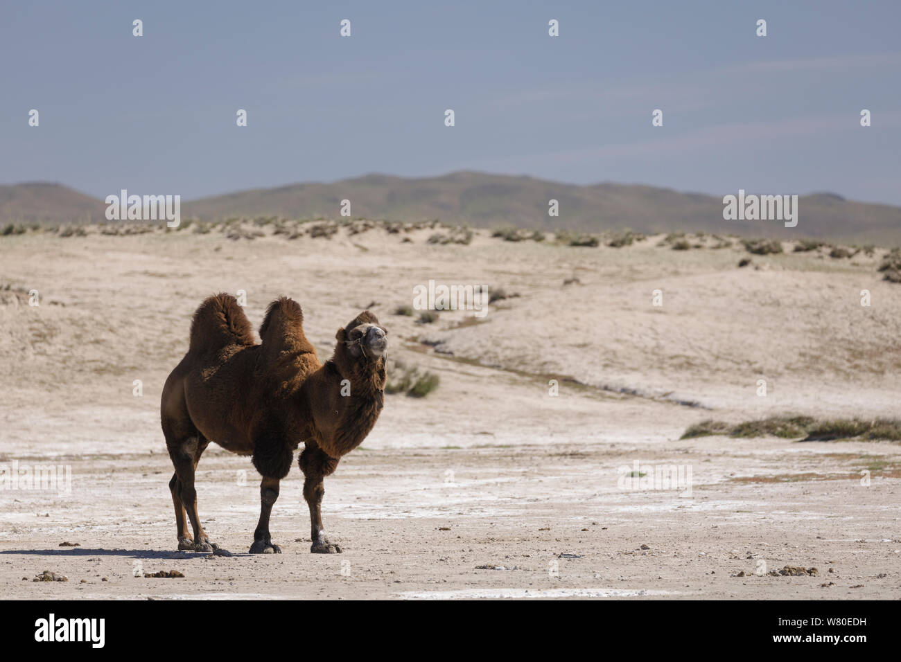 Camels in the Mongolian wilderness. Stock Photo
