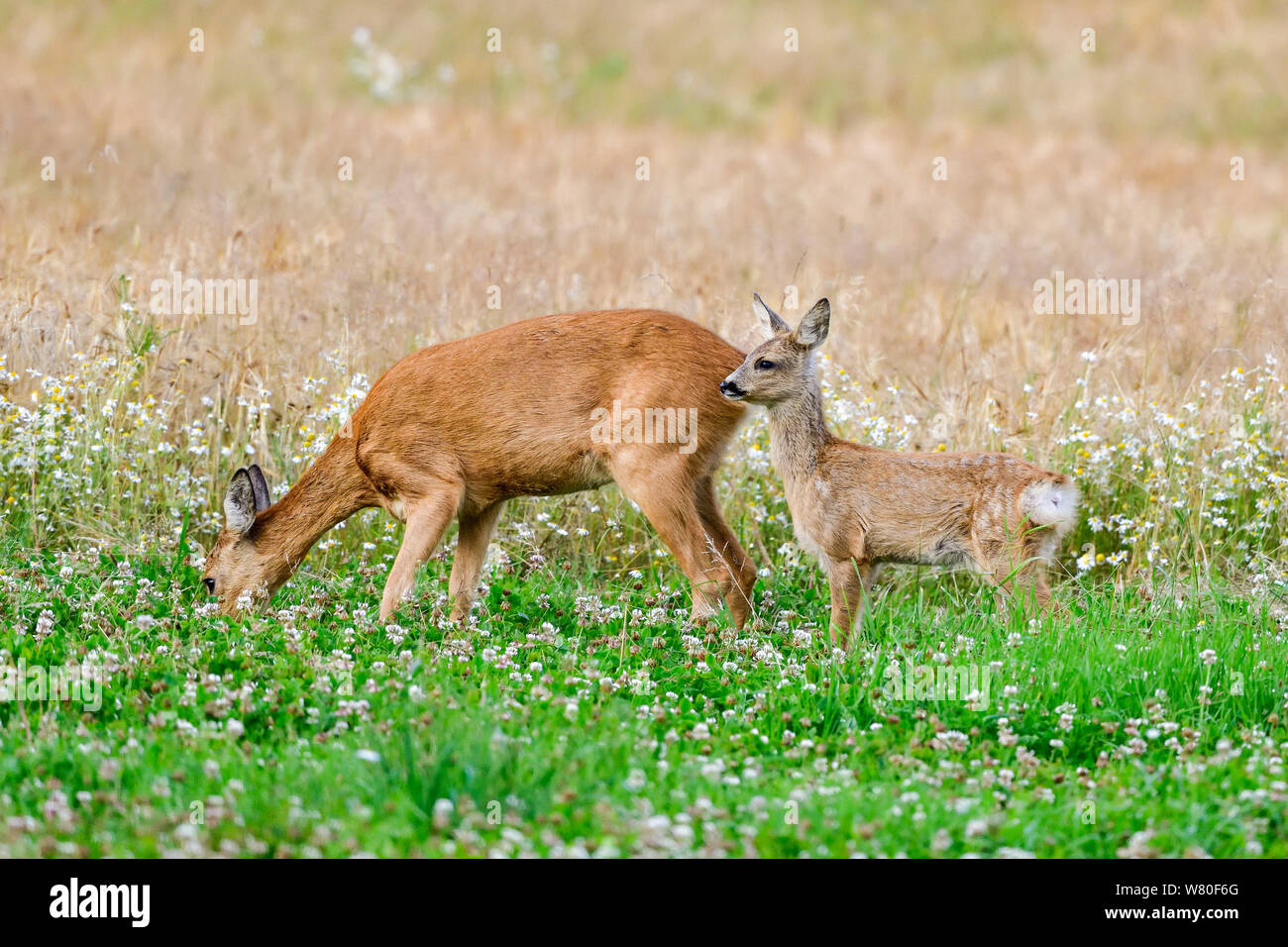 Roe deer doe with fawn Stock Photo