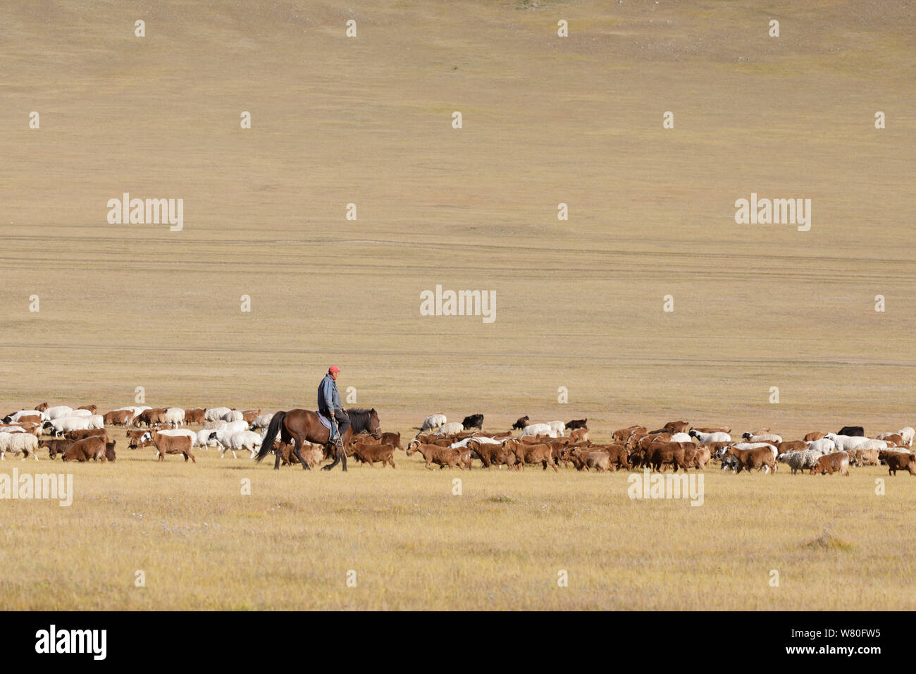 A Mongolian herder in the Steppe of Mongiolia. Stock Photo