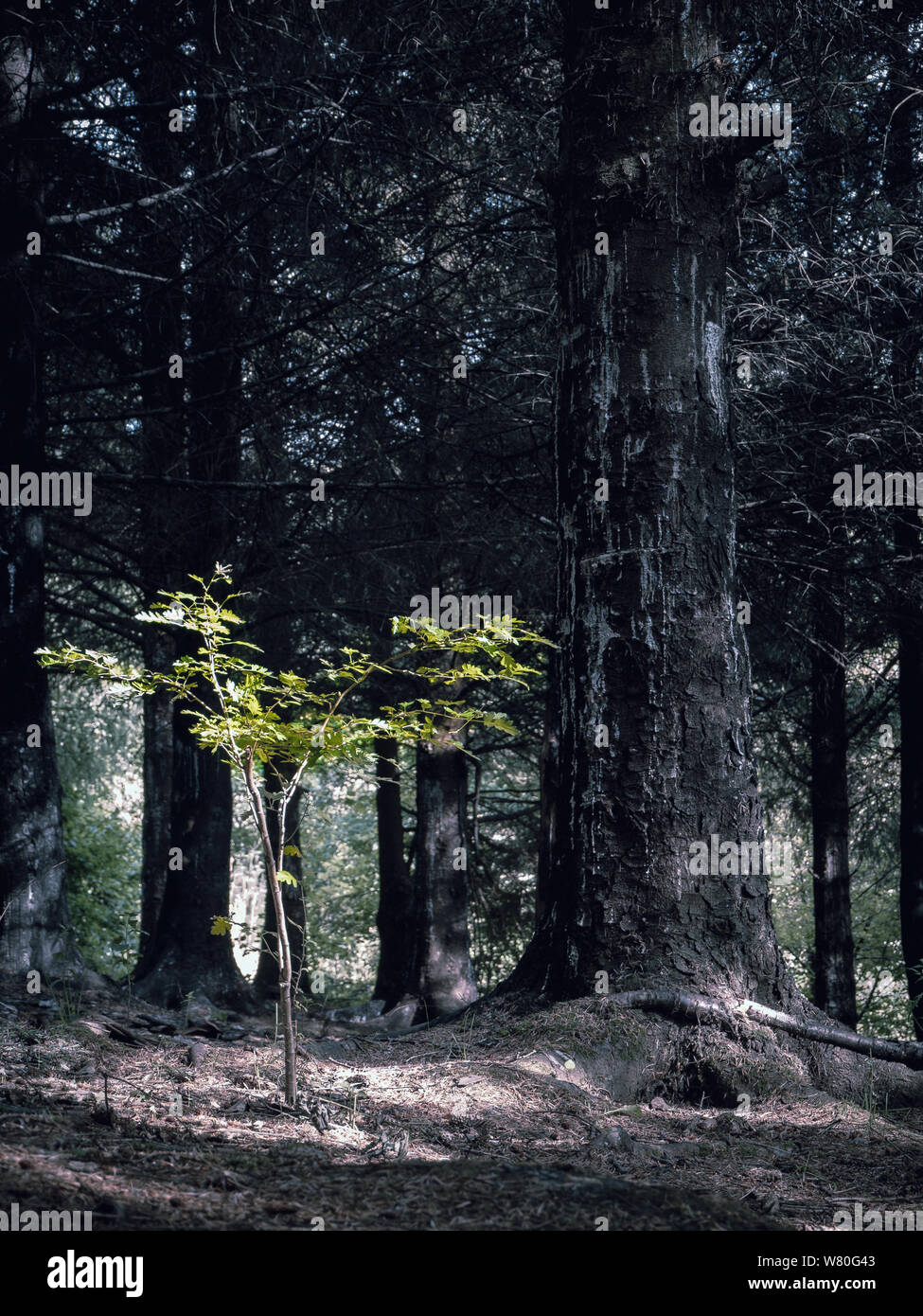After a forest fire a new tree begins to grow in Wales UK.  Life will prevail concept Stock Photo